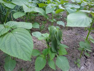 송종선님의 들깨 · 병해충상담 작성글 사진