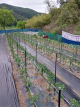 팜모닝 금쪽같은 내 작물 자랑하기·참여 게시글 이미지