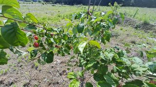 리얼팜님의 기타작물 · 자유게시판 작성글 사진