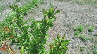 리얼팜님의 기타작물 · 자유게시판 작성글 사진