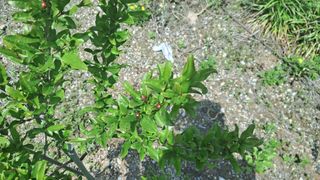 리얼팜님의 기타작물 · 자유게시판 작성글 사진