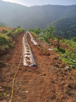 곡성군죽곡정안수님의 고구마 · 자유게시판 작성글 사진