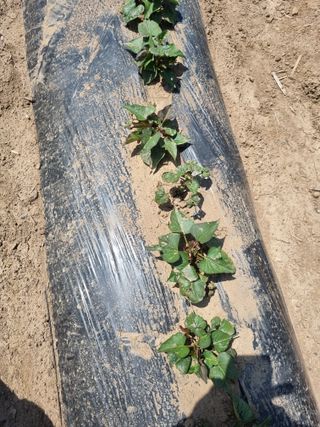 곡성군죽곡정안수님의 고구마 · 자유게시판 작성글 사진