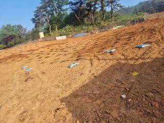 곡성군죽곡정안수님의 고구마 · 자유게시판 작성글 사진