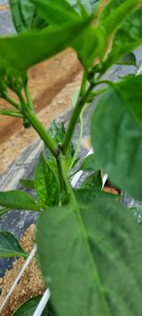 팜모닝 금쪽같은 내 작물 자랑하기·참여 게시글 이미지