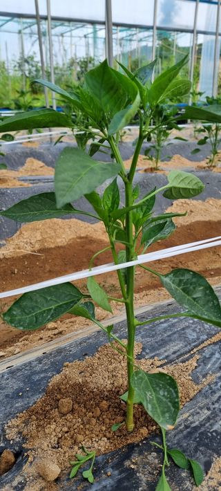 대삼팜스빌리지님의 금쪽같은 내 작물 자랑하기 · 참여 작성글 사진