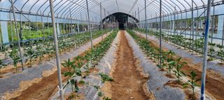 대삼팜스빌리지님의 금쪽같은 내 작물 자랑하기 · 참여 작성글 사진