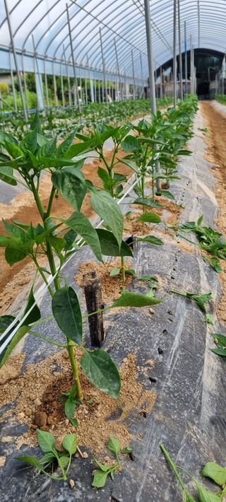 대삼팜스빌리지님의 금쪽같은 내 작물 자랑하기 · 참여 작성글 사진