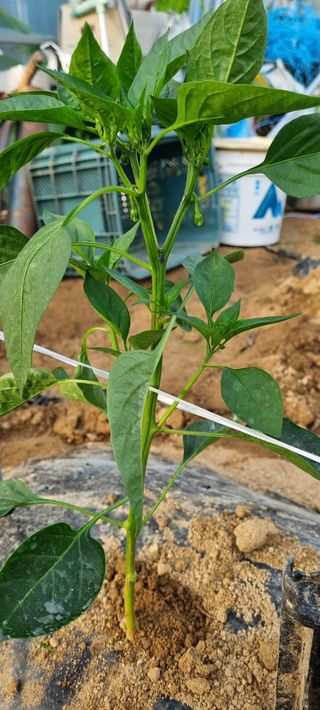 대삼팜스빌리지님의 금쪽같은 내 작물 자랑하기 · 참여 작성글 사진