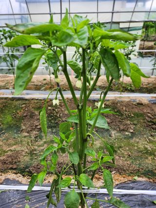 쫀쫀이할머니님의 고추 · 병해충상담 작성글 사진