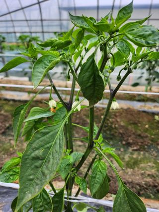 쫀쫀이할머니님의 고추 · 병해충상담 작성글 사진