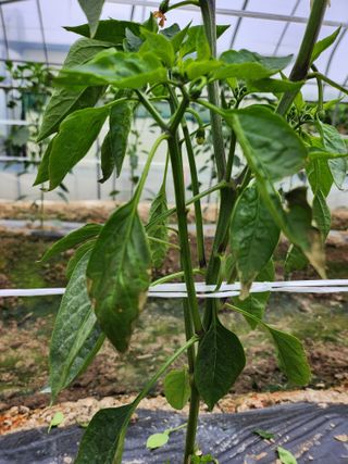 쫀쫀이할머니님의 고추 · 병해충상담 작성글 사진