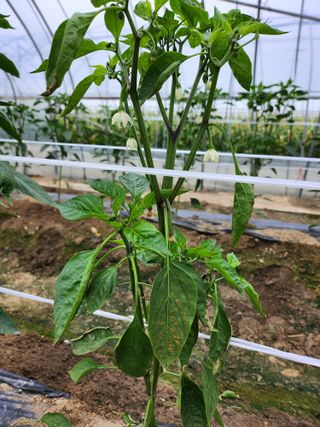 쫀쫀이할머니님의 고추 · 병해충상담 작성글 사진