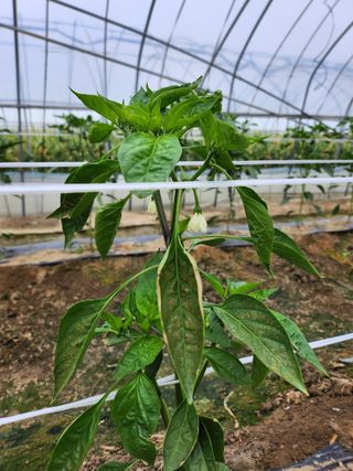 쫀쫀이할머니님의 고추 · 병해충상담 작성글 사진