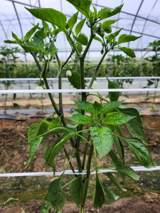 쫀쫀이할머니님의 고추 · 병해충상담 작성글 사진