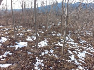 박일석님의 기타작물 · 병해충상담 작성글 사진