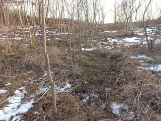 박일석님의 기타작물 · 병해충상담 작성글 사진