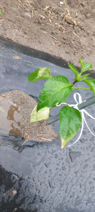 장도리님의 고추 · 파종•정식 작성글 사진