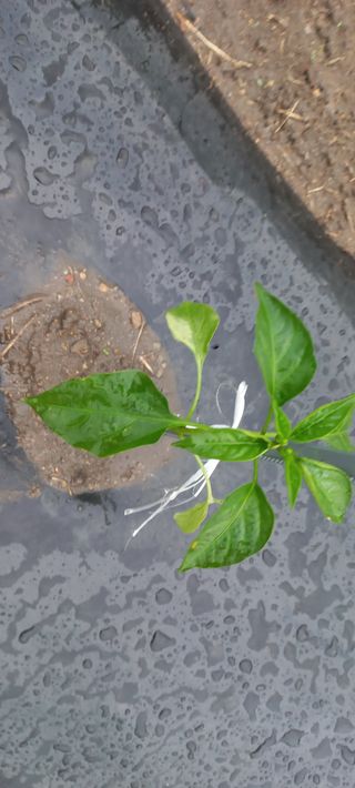 장도리님의 고추 · 파종•정식 작성글 사진