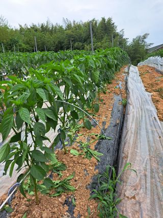 꿈드림뜨락님의 고추 · 일상 작성글 사진
