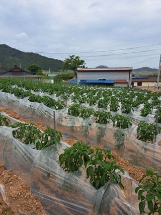 꿈드림뜨락님의 고추 · 일상 작성글 사진