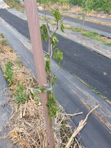 팜모닝 사과·제초 게시글 이미지