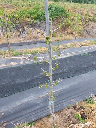 황정호님의 사과 · 제초 작성글 사진
