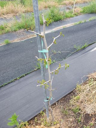 황정호님의 사과 · 제초 작성글 사진