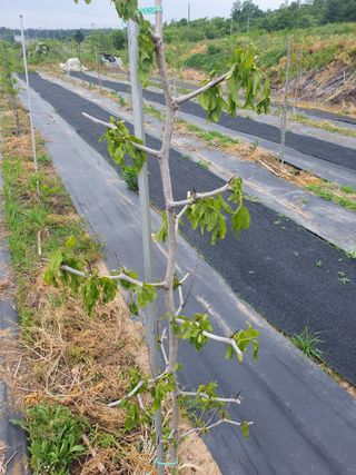 황정호님의 사과 · 제초 작성글 사진
