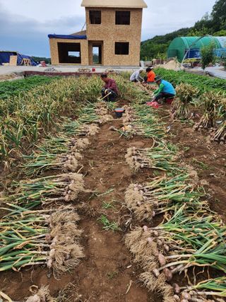 황금송2002님의 금쪽같은 내 작물 자랑하기 · 참여 작성글 사진