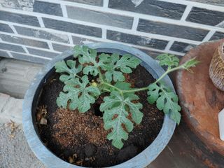 조정분(사랑이엄마)님의 금쪽같은 내 작물 자랑하기 · 참여 작성글 사진