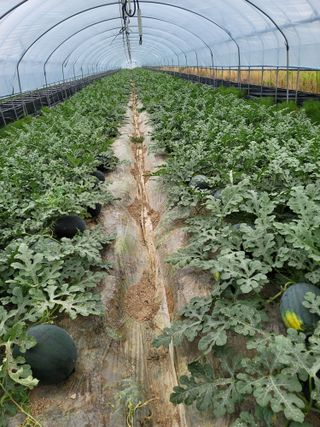 빛그린 김용화님의 금쪽같은 내 작물 자랑하기 · 참여 작성글 사진