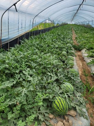 빛그린 김용화님의 금쪽같은 내 작물 자랑하기 · 참여 작성글 사진