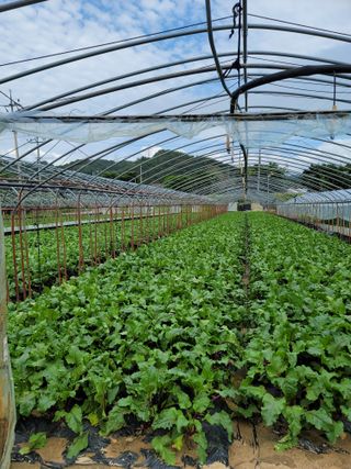 빛그린 김용화님의 금쪽같은 내 작물 자랑하기 · 참여 작성글 사진