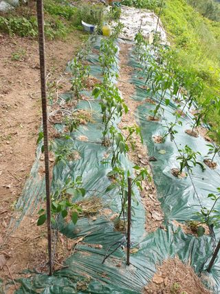 함안 권옥순님의 금쪽같은 내 작물 자랑하기 · 참여 작성글 사진