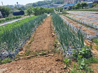 나누고싶어서님의 감자 · 자유게시판 작성글 사진