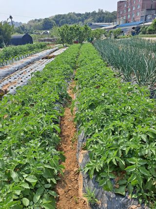 나누고싶어서님의 감자 · 자유게시판 작성글 사진