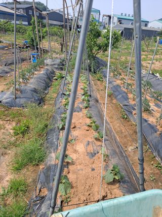 나누고싶어서님의 감자 · 자유게시판 작성글 사진