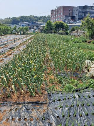 나누고싶어서님의 감자 · 자유게시판 작성글 사진