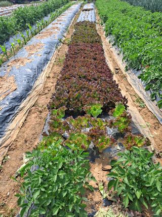 나누고싶어서님의 감자 · 자유게시판 작성글 사진