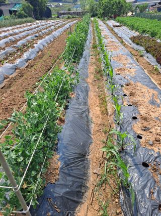 나누고싶어서님의 감자 · 자유게시판 작성글 사진