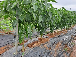 나누고싶어서님의 감자 · 자유게시판 작성글 사진