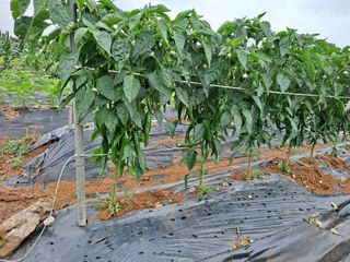 나누고싶어서님의 감자 · 자유게시판 작성글 사진