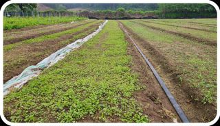 조병대님의 금쪽같은 내 작물 자랑하기 · 참여 작성글 사진