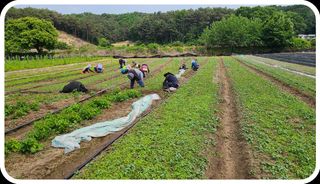 조병대님의 금쪽같은 내 작물 자랑하기 · 참여 작성글 사진