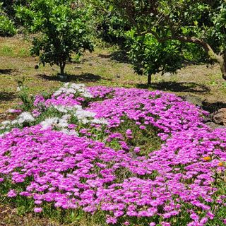 정복자제주빌레왓감귤님의 자유주제 · 자유게시판 작성글 사진