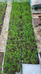 팜모닝 기타작물·자유게시판 게시글 이미지