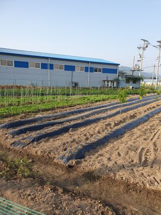 가치님의 금쪽같은 내 작물 자랑하기 · 참여 작성글 사진