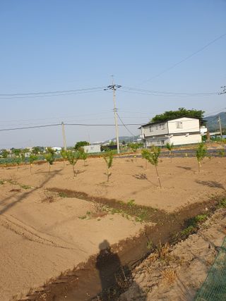 가치님의 금쪽같은 내 작물 자랑하기 · 참여 작성글 사진