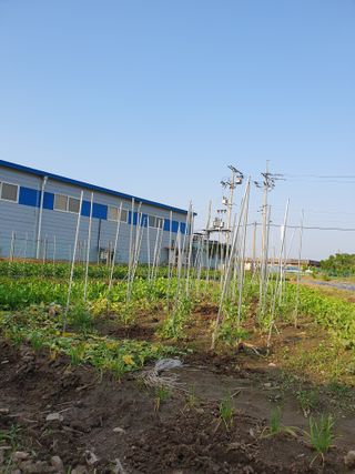 가치님의 금쪽같은 내 작물 자랑하기 · 참여 작성글 사진